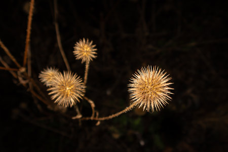 An artistic shot of a winter dry Thistle isolated on a black background. Can be used as a wallpaper or illustrationの写真素材