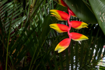 A banana plant with beautiful banana flowers in vivid red and yellow color. Picture from Luzon, Philippinesの写真素材