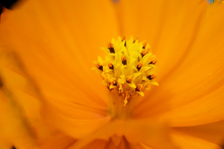 A super macro photo of a yellow Cosmos sulphureus from Luzon, Philippines. Stamen in focus