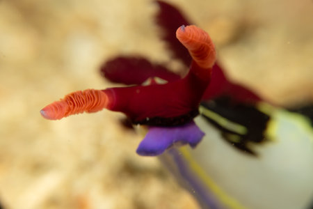 A Nembrotha chamberlaini viewed from an artistic angle. It is a very colorful sea slug, a dorid...
