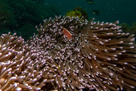 Orange anemonefish, or orange skunk clownfish, Amphiprion sandaracinos, in a symbiotic relationship...