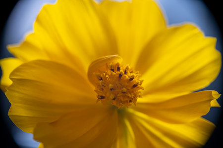 A super macro photo of a yellow Cosmos sulphureus from Luzon, Philippines. Stamen in focusの写真素材