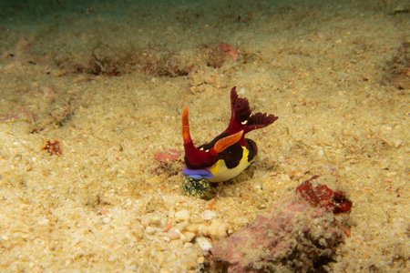 A Nembrotha chamberlaini on the seafloor. It is a very colorful sea slug, a dorid nudibranch, a marine gastropod mollusk in the family Polyceridaeの写真素材