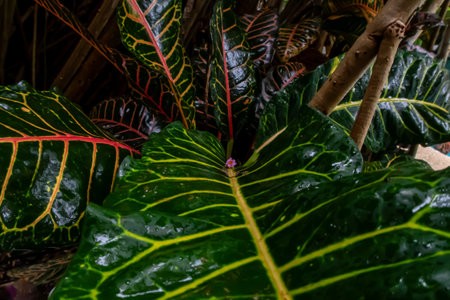 A close-up picture of an amazingly beautiful garden croton, Croton variegatum in a tropical jungle...