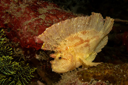 Awesome Leaf scorpionfish, Taenianotus triacanthus, or paperfish, shot at a Puerto Galera coral reef...