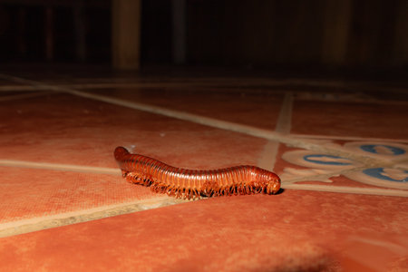 A picture of an orange Spirostreptida on orange floor tiles. This is a fascinating long, cylindrical millipede. Picture from Mindoro Island, Philippinesの写真素材