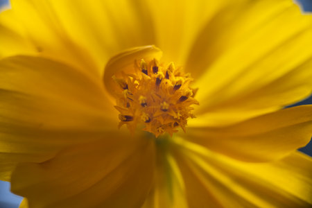 A super macro photo of a yellow Cosmos sulphureus from Luzon, Philippines. Stamen in focusの写真素材