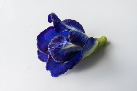 Close-up of a blue Butterfly pea flower on a white background. Clitoria ternatea, known as Asian pigeonwings, bluebellvine, blue pea, cordofan pea, or Darwin peaの写真素材