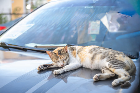 A relaxed cat rests on the hood of a car enjoying the warm afternoon sun. Picture from Cavite, Philippinesの写真素材