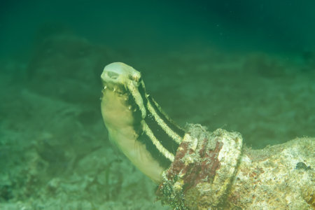 An underwater picture of a Blenny fish peeking out from a bottle on the seafloor at a muck dive in Puerto Galera, Philippinesの写真素材