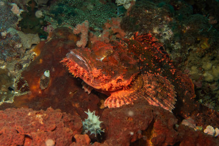 A close-up picture of the head of a red scorpionfish in profile at the Verde island drop-off,...