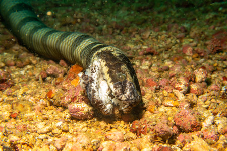 A banded Sea Krait, Laticauda colubrina, laying deep down on the sea floor in Puerto Galera, Philippines.の写真素材