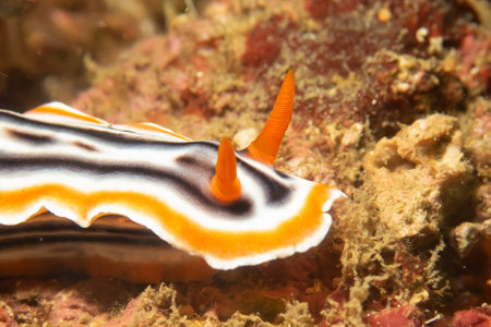 A close-up picture of a beautiful nudibranch, Magnificent Chromodoris, or Chromodoris magnifica from the suborder Doridina and the family Chromodorididae. These belong to the category Dorid Nudibranchの写真素材