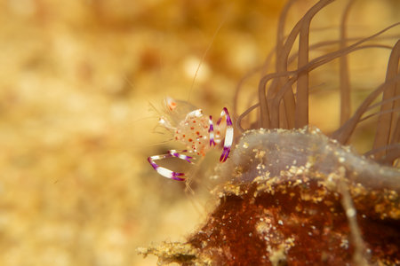 A super macro photo of a Holthuis cleaner shrimp, Ancylomenes holthuisi. Picture from Puerto Galera, Philippinesの写真素材