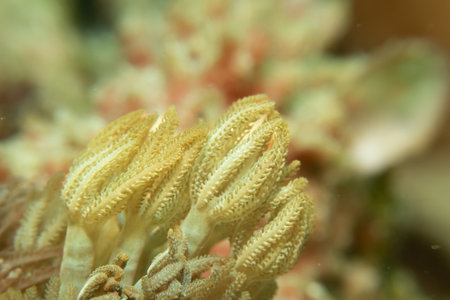 A beautiful Anthenia Glauca soft coral actively feeding in the strong underwater ocean current....