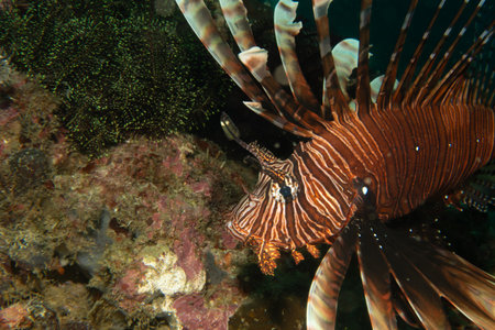 Red lionfish - one of the coral reef fish. Beautiful and dangerous animals. Picture from Puerto...
