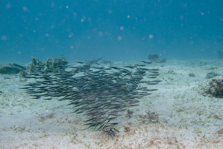 A school of juvenile Striped eel catfish, Plotosus lineatus, scours the seafloor for food in Puerto...