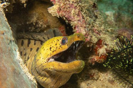A close-up photo of a yellow Fimbriated moray with open mouth looking out from a coral reef. This...