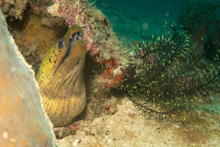 A close-up photo of a yellow Fimbriated moray with open mouth looking out from a coral reef. This...