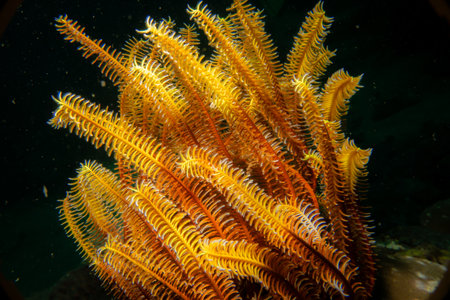 A bright orange Featherstar against a black ocean background. Comantheria briareus, is a type of crinoid, a primitive echinoderm related to starfish and sea urchins.の写真素材