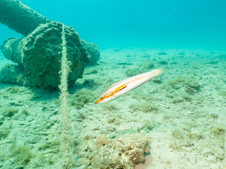 A yellow, orange Mediterranean rainbow wrasse at a dive site in Croatia, the Adriatic. Coris julis,...