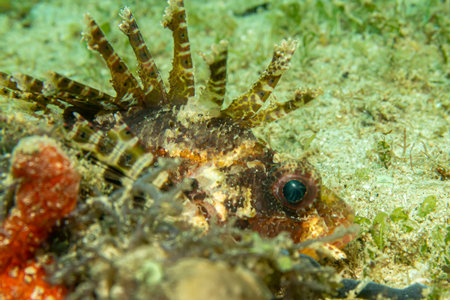 Dendrochirus brachypterus, the dwarf lionfish, or shortspine scorpionfish at a Philippines coral...