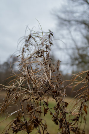 A picture of brown dry leaves. December in Scania, southern Sweden.の写真素材