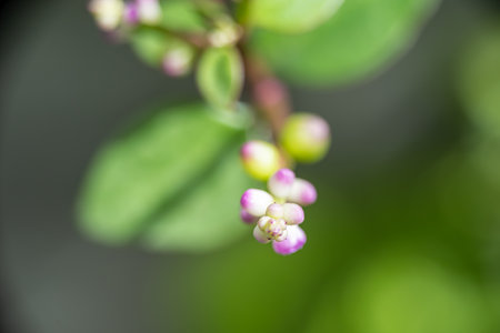 A macro photo of white and purple buds in the spring time. Blurry green background.