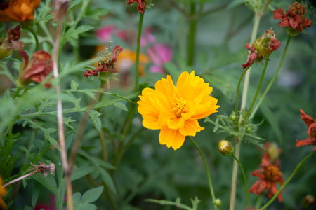 A photo of a yellow Cosmos sulphureus from Luzon, Philippines. Stamen in focus