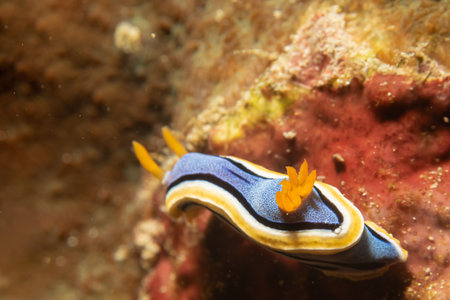 A supermacro photo of Annas Chromodoris, or Chromodoris annae at a tropical coral reef in the...