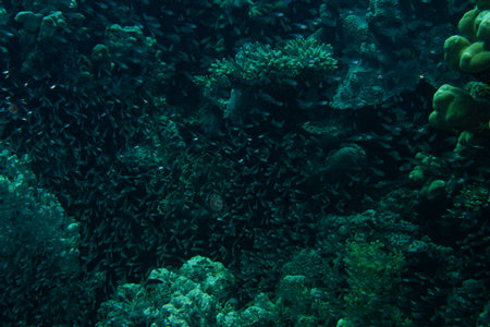 An amazing swarm of tiny glass fish at a Red Sea tropical coral reef. Picture from Makdi Bay, Hurghada, Egyptの写真素材