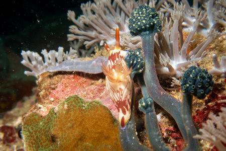 A nudibranch, Nembrotha lineolata, at a beautiful coral reef teeming with life. Picture from Puerto...