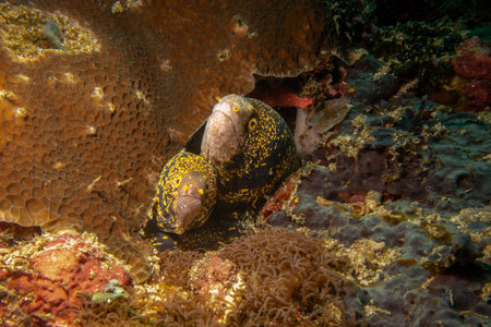 Two snowflake moray eels, Echidna nebulosa, peering out from a coral reef crevice by Verde Island,...