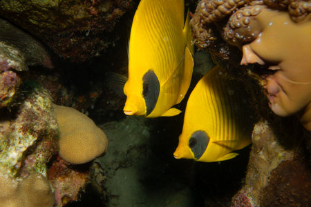 A pair of yellow blue cheek butterflyfish, Chaetodon semilarvatus, at a tropical reef in the Red...