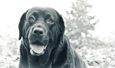 Portrait of a happy labrador chocolateの写真素材