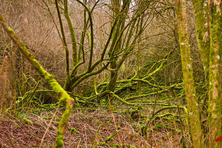 Old trees covered in moss