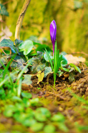 Liliac Crocuses, the first flowers of spring, just about to bloom 