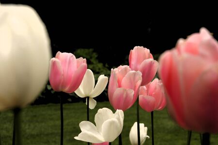 Tulipsの写真素材