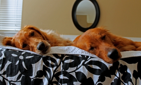 Dogs On Bedの写真素材