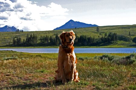 Golden Retriever の写真素材