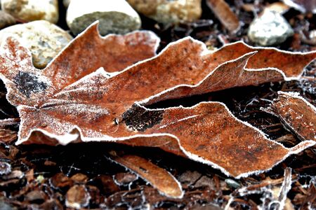 Frosted Leafの写真素材