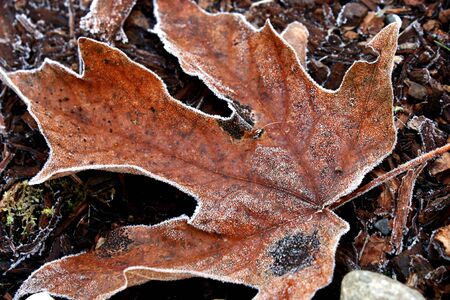 Frosted Leafの写真素材