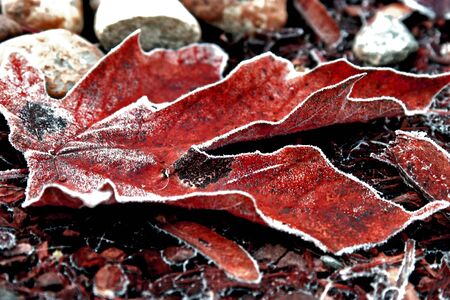 Red Frosted Leafの写真素材