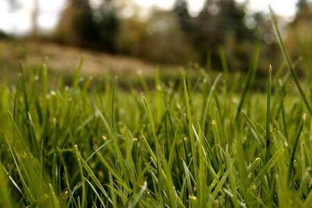 Grassy field の写真素材