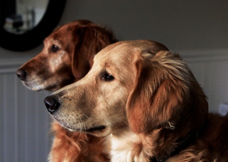 Golden Retriever Gazeの写真素材