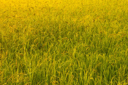 Golden field in the morning,Thailand の写真素材