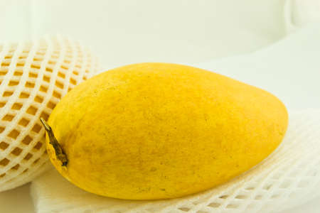 Ripe mangoの写真素材