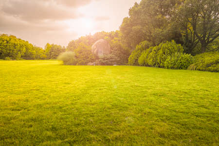 The sun shining through a tree on a green meadow, a vibrant rural landscape with blue sky before...