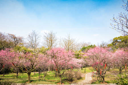 Plum Blossom Garden