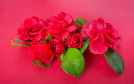 flowers of camellia japonicaの写真素材